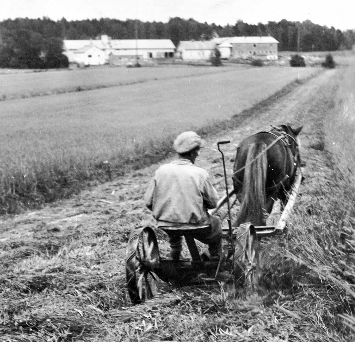 Heinänniittoa Perkkaalla 1950-luvulla.