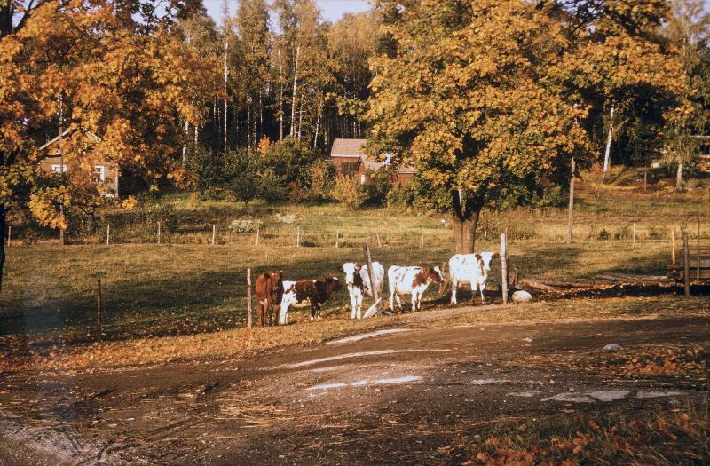 Kirstin tilan lehmihaka 1966.